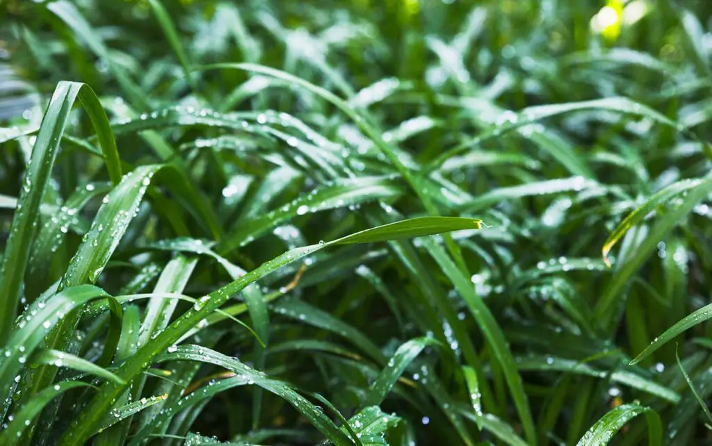 wet grass 1