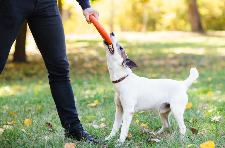 How To Get Whipworms Out Of Yard