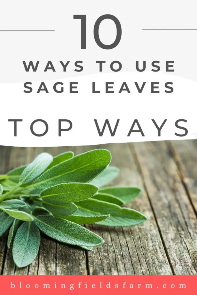 10 ways use sage leaves