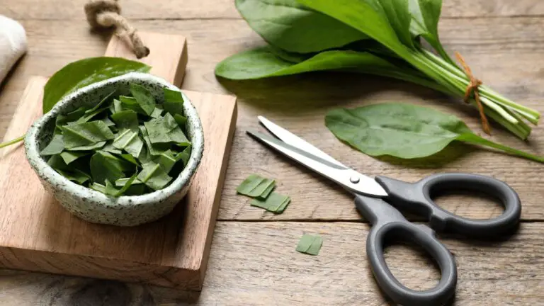Broadleaf Plantain Benefits: From Natural Healing to Cooking