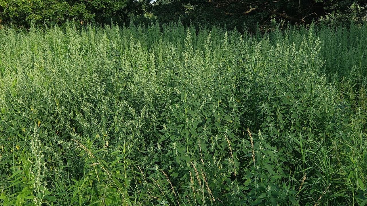 Lamb's Quarters And the Superfood Benefits of Wild Spinach