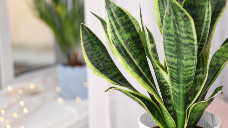 decorative sansevieria in home