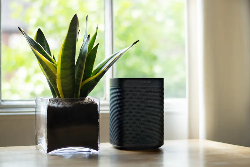 sansevieria by  Sonos home entertainment system in a home