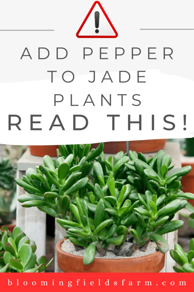 add pepper to jade plants