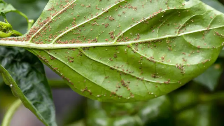 Natural Solutions to Eliminate Aphids and Scale Insects in Your Garden