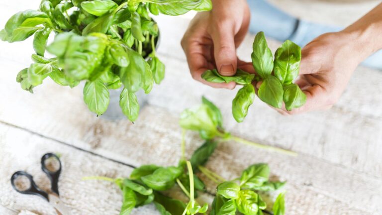 Why Add Basil to Your Garden? 13 Benefits & Eco-Friendly Tips