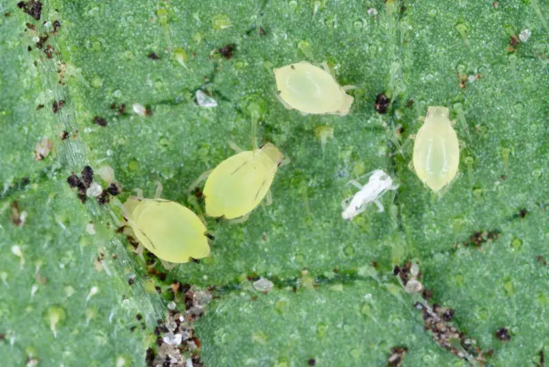 colony of cotton aphids