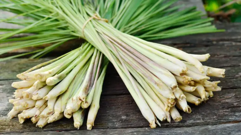 Grow Lemongrass for Health, Cooking, and Eco-Cleaning Benefits