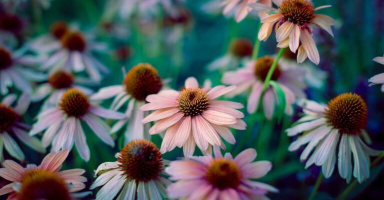 5 Unexpected Reasons to Grow Echinacea: Health & Garden Benefits