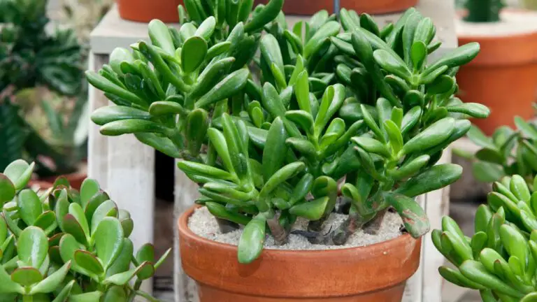 jade plants in pots