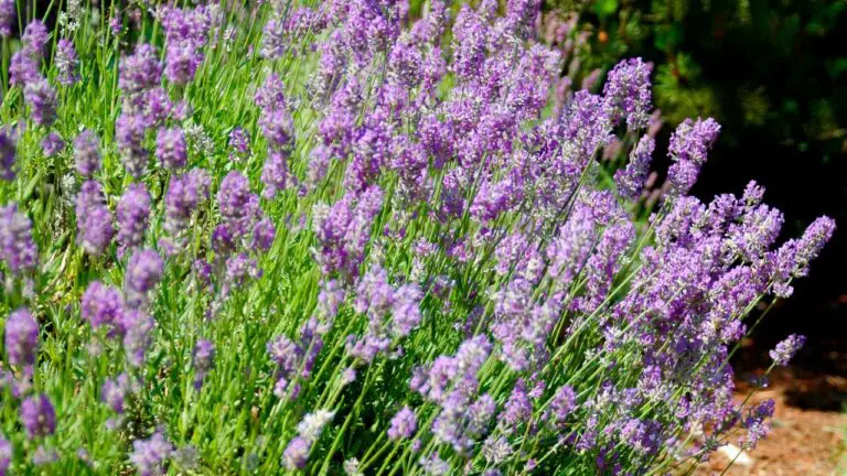 My Spring And Fall Lavender Pruning Guide for Lush Blooms