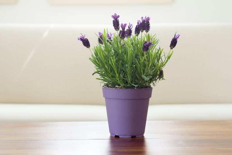 lavender plant in pot