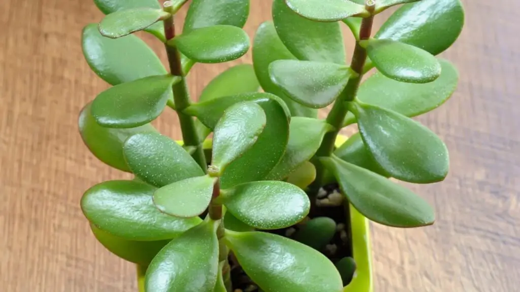 new jade plant