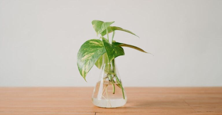 My Favorite Indoor Plants Perfect for Water Growth
