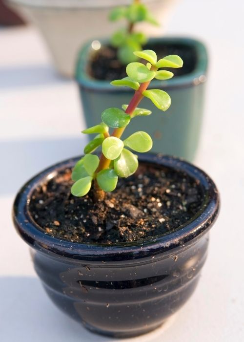 small jade plant