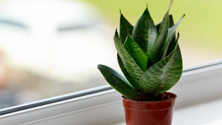 Pro Tips For When Your Snake Plant Isn’t Growing