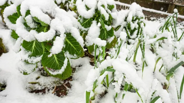 7 Unexpected Benefits Of Winter Gardening