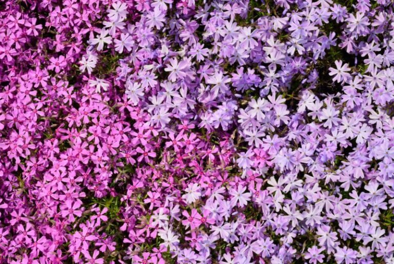 The Creeping Phlox