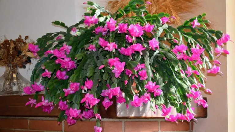 How I Get My Christmas Cactus To Bloom Multiple Times A Year