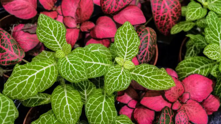 My Tips On Caring For Your Fittonia Plant