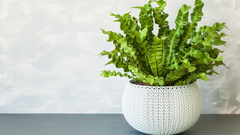 My Tips On Caring For A Crispy Wave Fern (Asplenium Nidus)