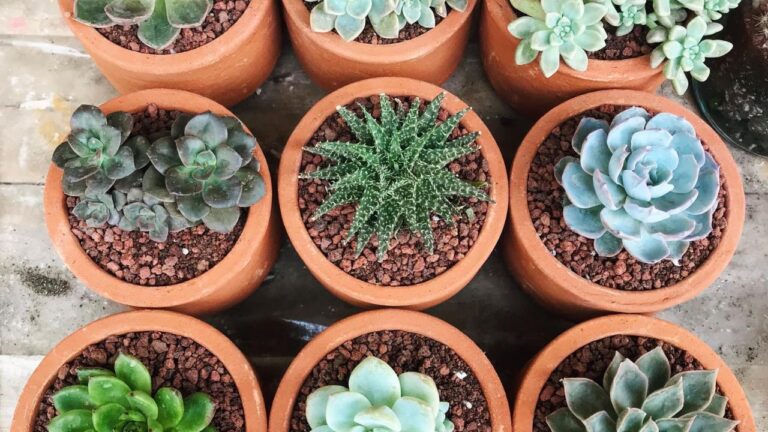 pots of succulents