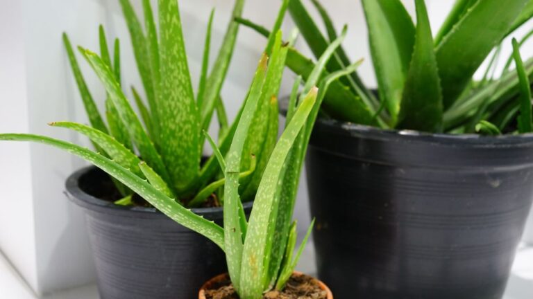 aloe plant