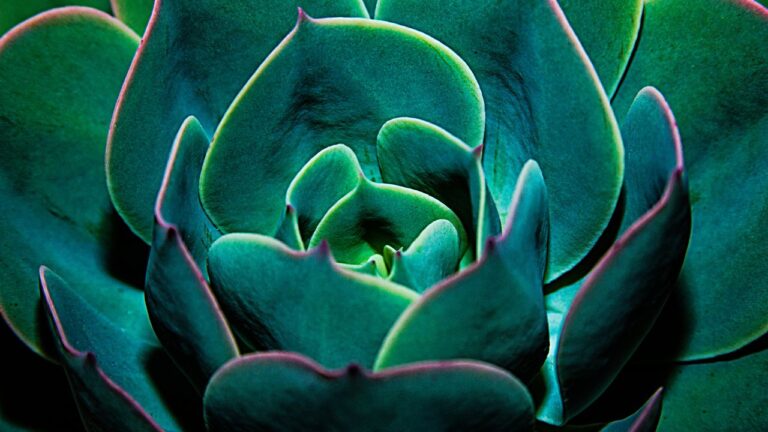 succulent plant close up